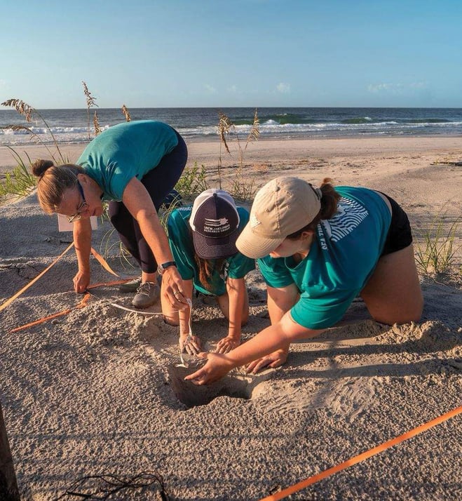 A team of UNCW researchers check nest activity on Figure Eight Island