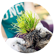 planting baby tree