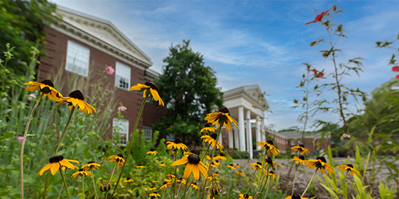A garden of sunflowers